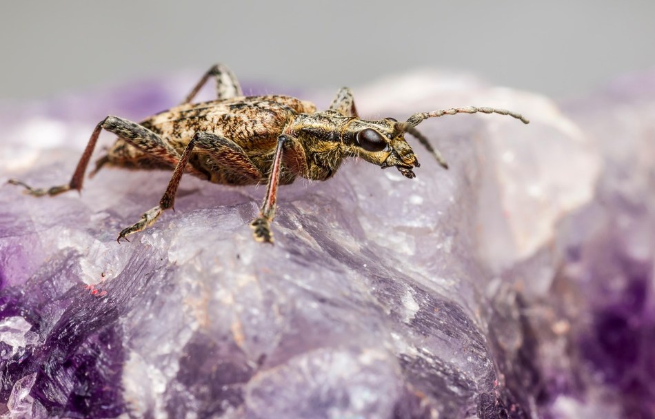 building and pest inspection in Tweed Heads